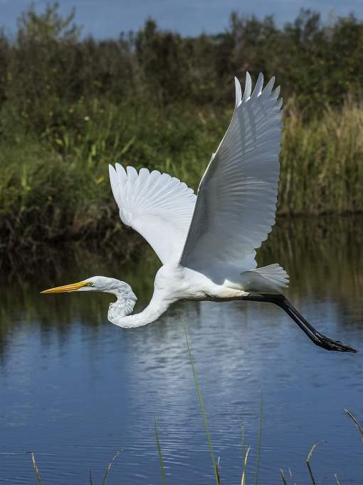 Great Egret Big Branch Marsh NWR